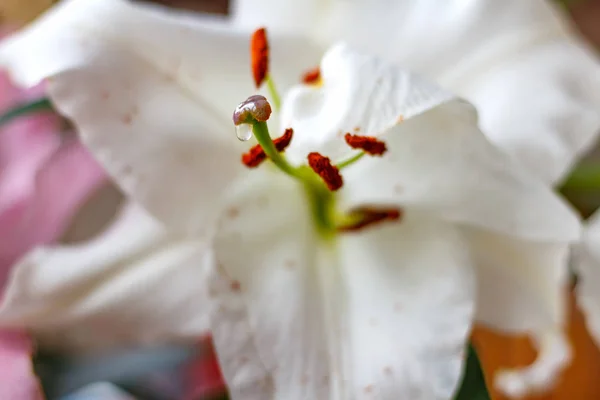 Цветы белых и розовых садовых лилий крупный план — стоковое фото