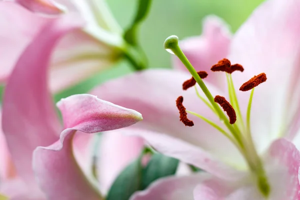 Flores de um lírio de jardim rosa closeup — Fotografia de Stock