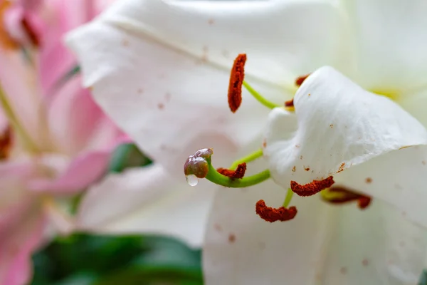 Цветы белой садовой лилии крупного плана — стоковое фото
