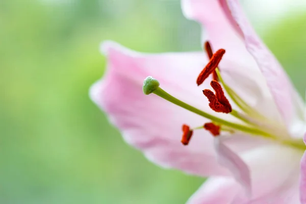 Λουλούδια της ένα closeup ροζ κρίνος κήπων — Φωτογραφία Αρχείου