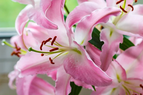 Flores de um lírio de jardim rosa closeup — Fotografia de Stock
