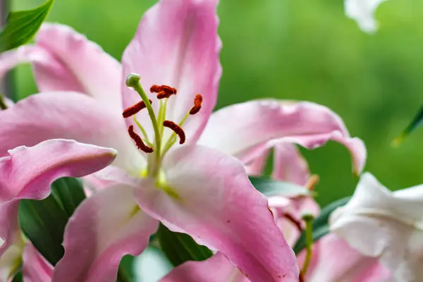Λουλούδια της ένα closeup ροζ κρίνος κήπων — Φωτογραφία Αρχείου