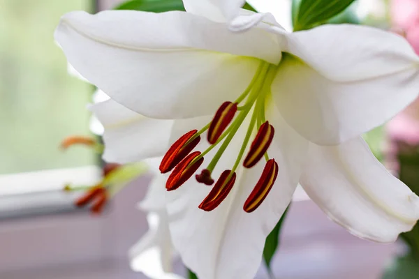 Λουλούδια της ένα closeup άσπρα κρίνος κήπων — Φωτογραφία Αρχείου