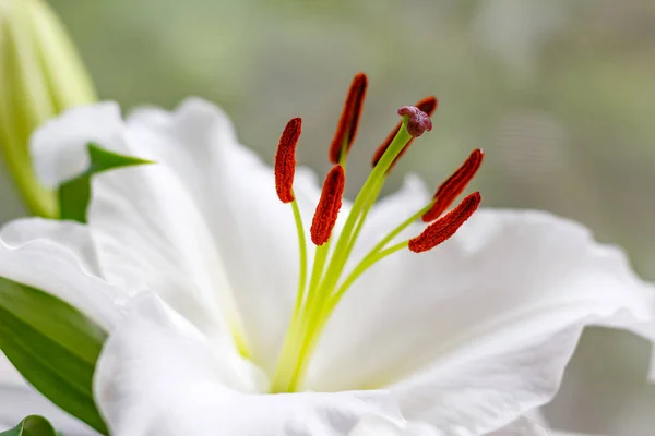 Kwiaty z białej lilii ogrodowych zbliżenie — Zdjęcie stockowe