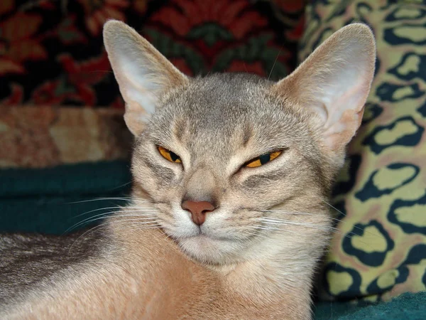 Νυσταγμένος γάτα αβυσσινιακού βρίσκεται σε ένα κρεβάτι — Φωτογραφία Αρχείου