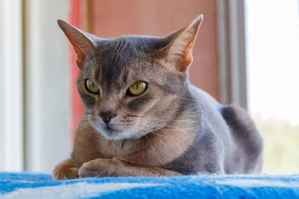 Abesszin macska feküdt egy kék kockás — Stock Fotó