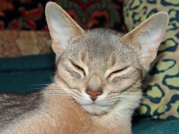 Νυσταγμένος γάτα αβυσσινιακού βρίσκεται σε ένα κρεβάτι — Φωτογραφία Αρχείου