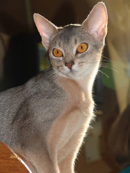 Young abyssinian cat looks at the subject — Stock Photo, Image