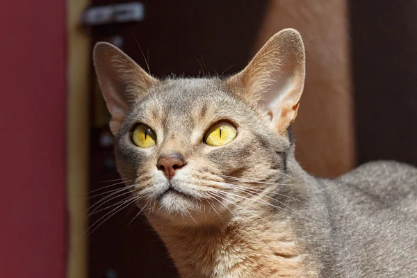Abyssinian kat ligt op het terras in het zonlicht-closeup — Stockfoto