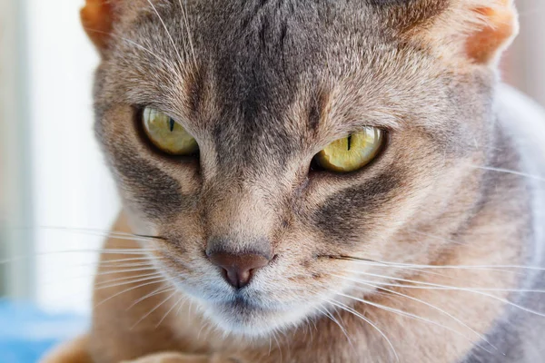 Ligfiets abyssinian kat kijkt naar de camera — Stockfoto