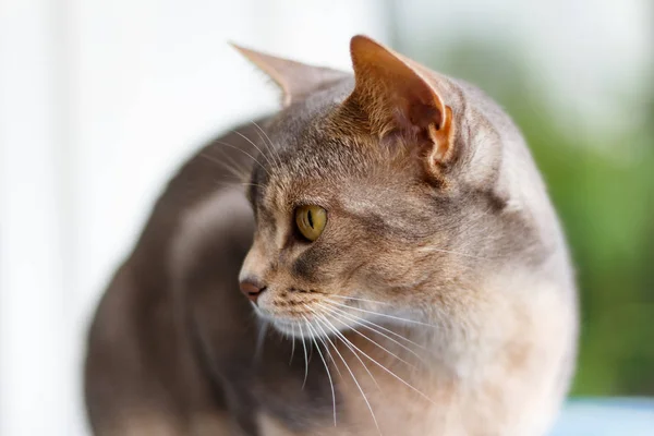Γάτα αβυσσινιακού βαρύνει το closeup βεράντα — Φωτογραφία Αρχείου
