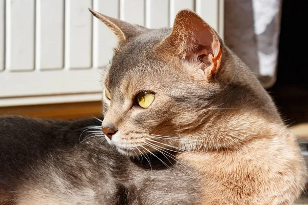 Abyssinian kat ligt op het terras in het zonlicht-closeup — Stockfoto
