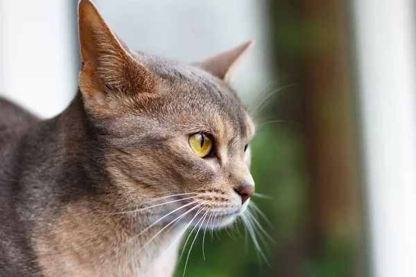Abesszin macska látszó ki a ablak Vértes — Stock Fotó