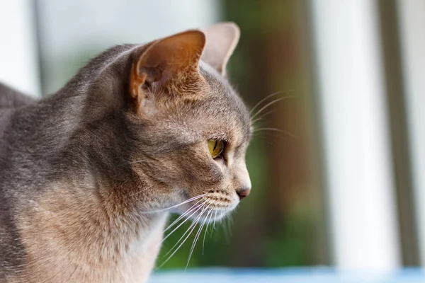 Abesszin macska látszó ki a ablak Vértes — Stock Fotó