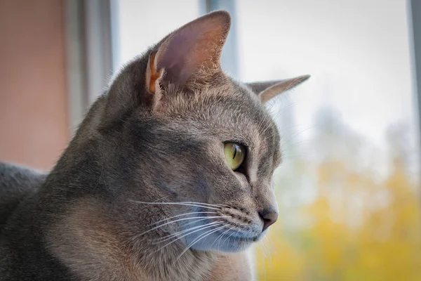 Γάτα αβυσσινιακού κοιτάζοντας από το παράθυρο closeup — Φωτογραφία Αρχείου