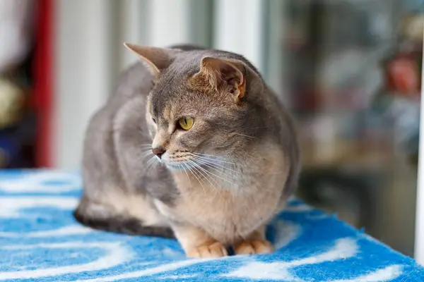 Gato abissínio deitado em uma planície azul — Fotografia de Stock