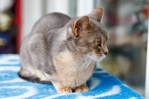 Gato abissínio deitado em uma planície azul — Fotografia de Stock