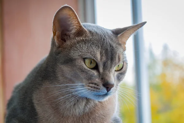 Abissínio gato olhando para fora da janela closeup — Fotografia de Stock