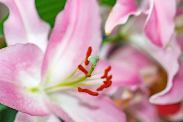 Цветы розовой садовой лилии крупным планом — стоковое фото