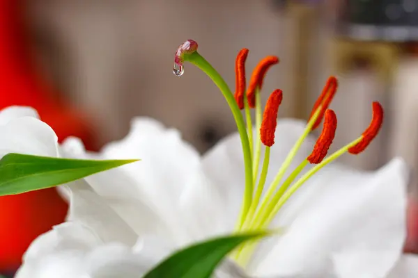 Цветы белой садовой лилии крупного плана — стоковое фото