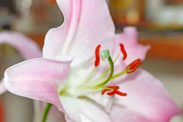 Flowers of a pink garden lily closeup — Stock Photo, Image