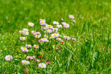 Bir arka planda yeşil çim Bahçe camomiles