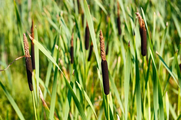 Reed menanam di tepi danau. Cattail closeup — Stok Foto