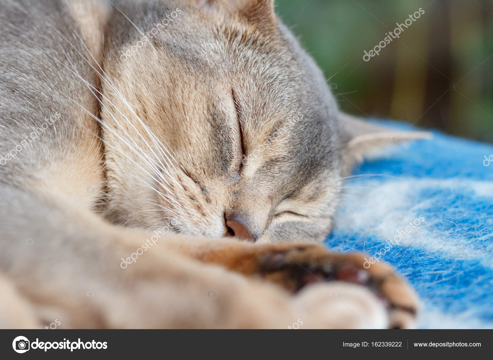 Genç abyssinian mavi ekose portre üzerinde uyuyan kedi — Stok Foto