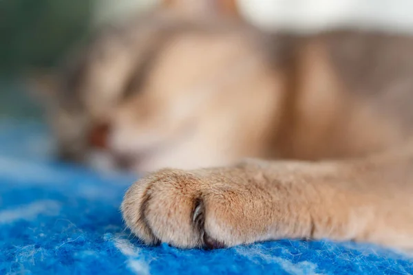 Joven gato abisinio durmiendo en un primer plano a cuadros azul — Foto de Stock
