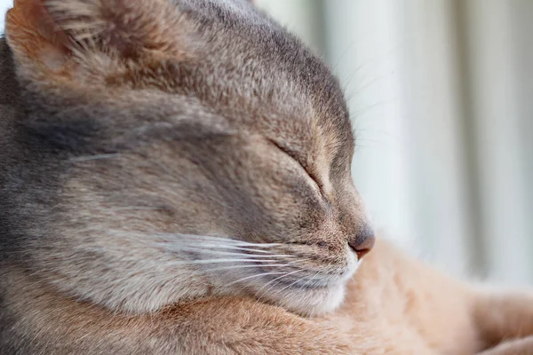 Глава спящей молодой абиссинской кошки крупным планом — стоковое фото