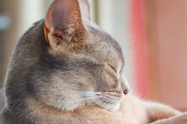 Cabeza de dormir joven abisinio gato primer plano — Foto de Stock