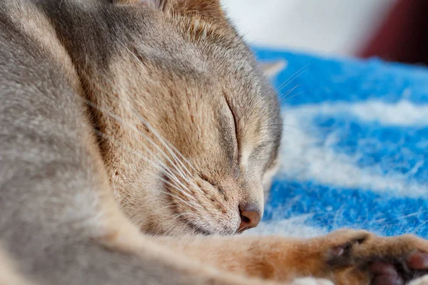 Joven gato abisinio durmiendo en un primer plano a cuadros azul — Foto de Stock