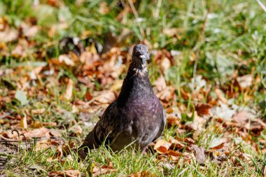 Düşen yapraklar zemin üzerine yeşil çim yabani güvercin