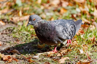 Düşen yapraklar zemin üzerine yeşil çim yabani güvercin