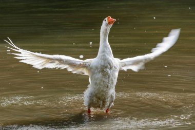 Yaban kazı göl üzerinde sıcak bir sonbahar günü sıçramasına