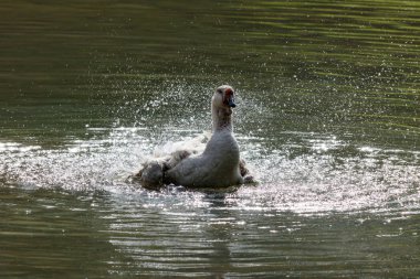 Yaban kazı göl üzerinde sıcak bir sonbahar günü sıçramasına