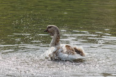 Yaban kazı göl üzerinde sıcak bir sonbahar günü sıçramasına