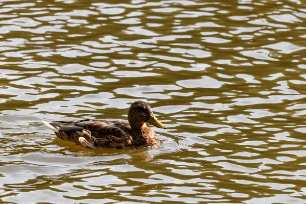 Güneşli bir sonbahar gölde yaban ördeği