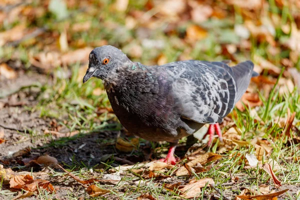 Düşen yapraklar zemin üzerine yeşil çim yabani güvercin