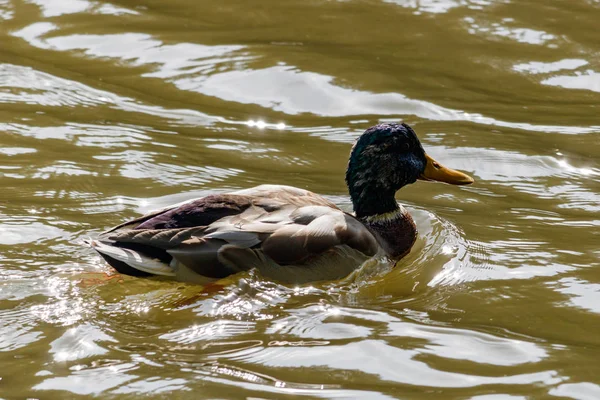 Pato salvaje en el lago en un día soleado de otoño —  Fotos de Stock