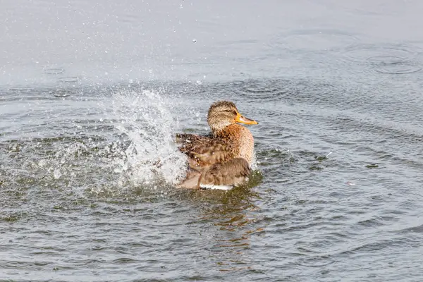 Pato salvaje salpicando en el lago en un día soleado de otoño —  Fotos de Stock