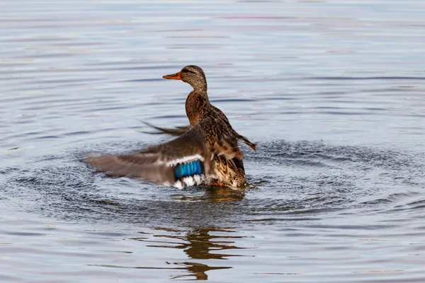 Divoká kachna, stříkající v jezeře na slunečný podzimní den — Stock fotografie