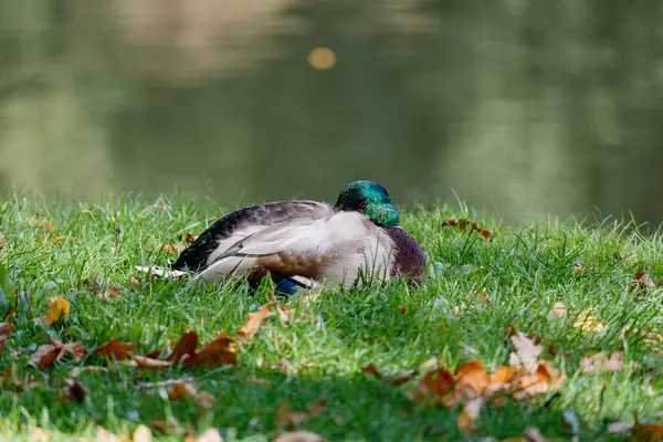 Pato selvagem descansando na grama verde na costa do lago — Fotografia de Stock