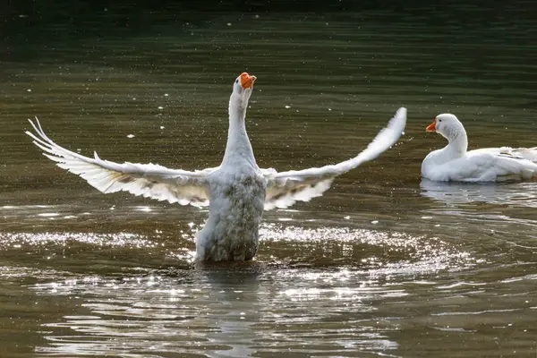 Ganso salvaje salpicando en el lago en un cálido día de otoño —  Fotos de Stock