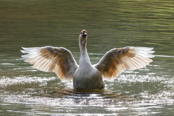 Wild goose plaskade i sjön på en varm höstdag — Stockfoto