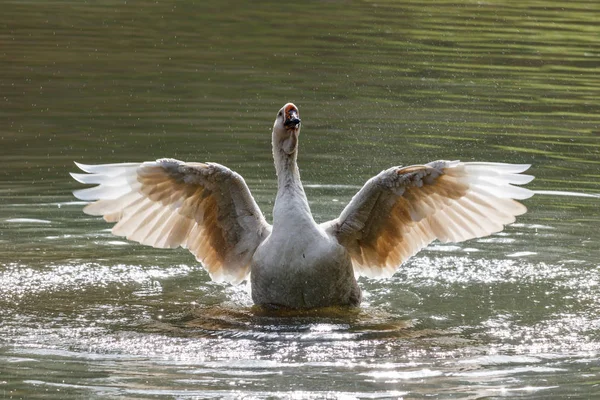 Ganso salvaje salpicando en el lago en un cálido día de otoño —  Fotos de Stock