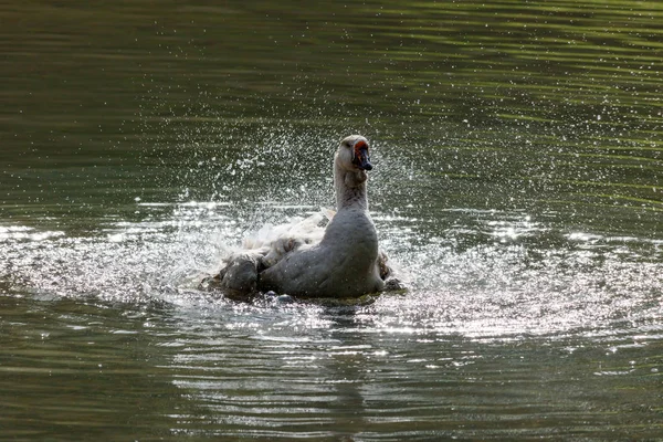 Yaban kazı göl üzerinde sıcak bir sonbahar günü sıçramasına