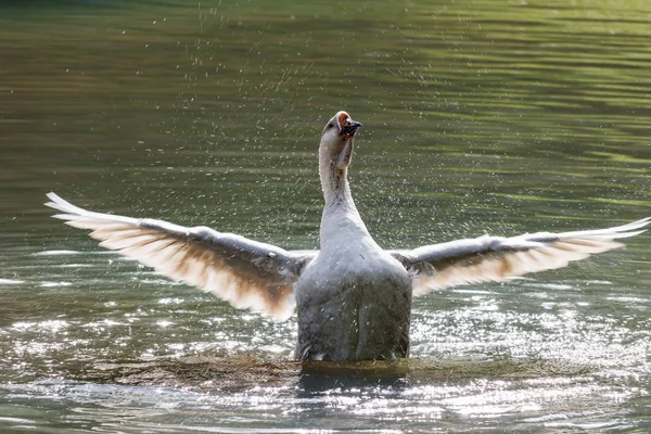 Yaban kazı göl üzerinde sıcak bir sonbahar günü sıçramasına
