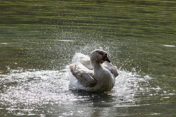 Ganso salvaje salpicando en el lago en un cálido día de otoño —  Fotos de Stock