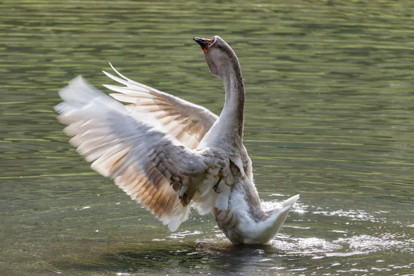 Ganso salvaje salpicando en el lago en un cálido día de otoño —  Fotos de Stock